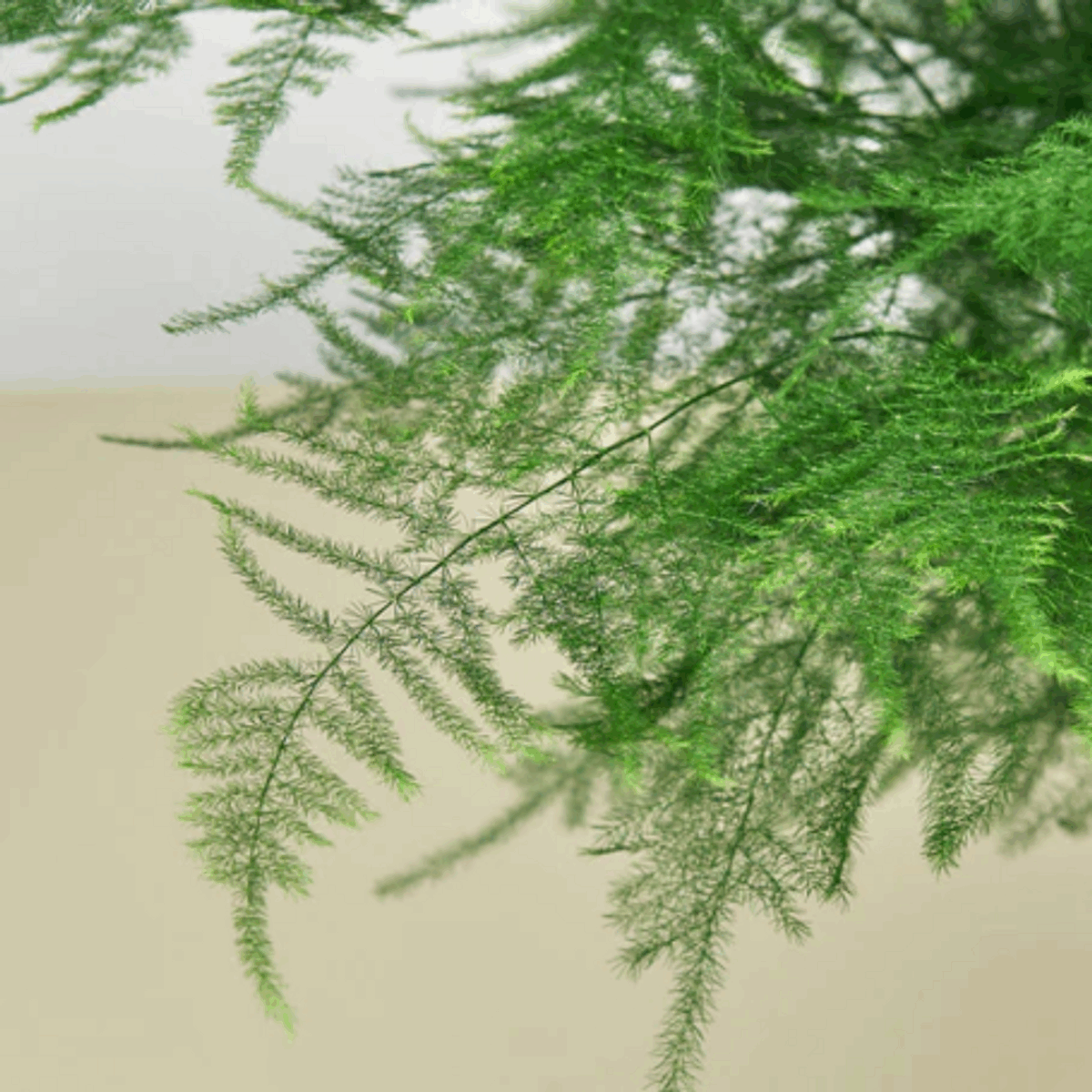 Asparagus Fern - Image 6