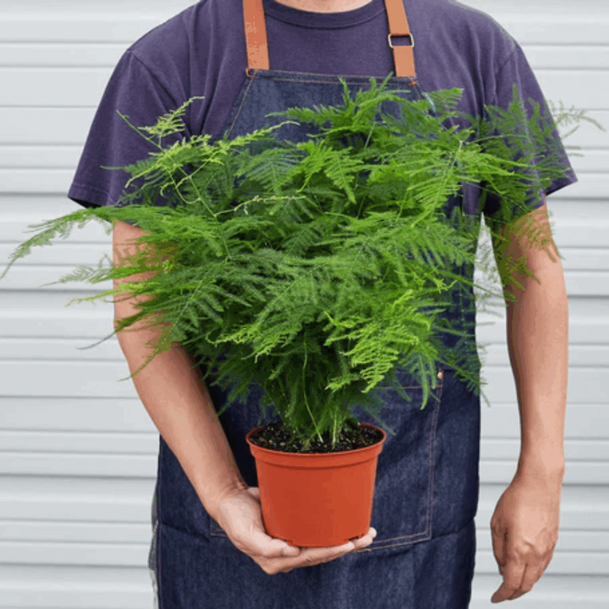 Asparagus Fern - Image 4