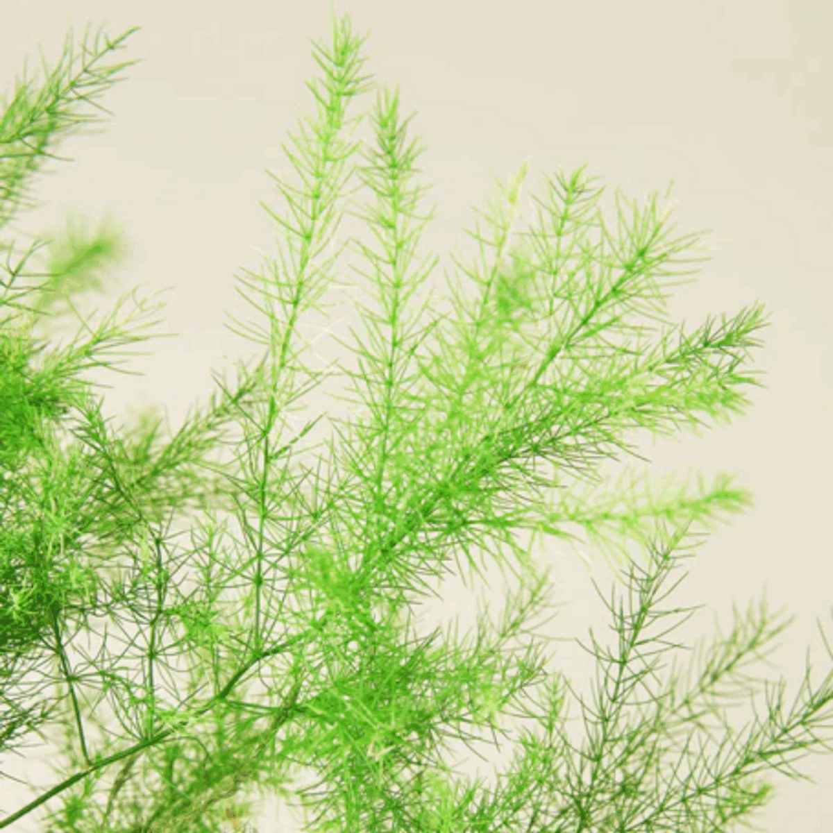 Asparagus Fern - Image 3