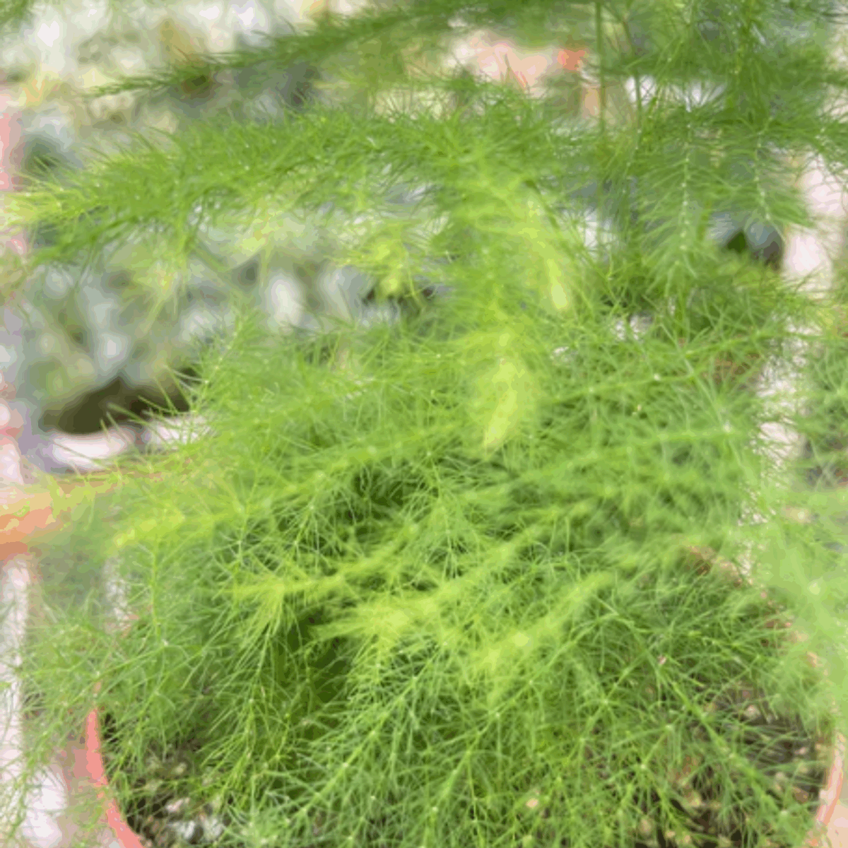 Asparagus Fern - Image 5