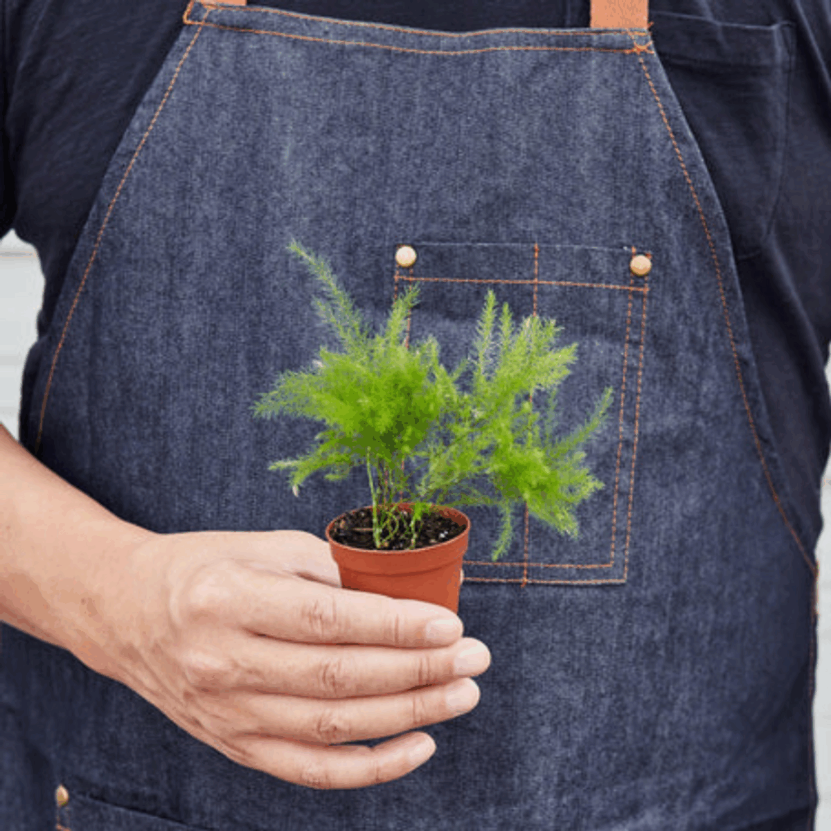 Asparagus Fern - Image 7