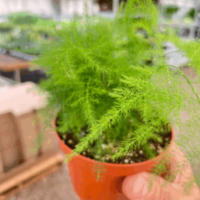 Alternative view of Asparagus Fern