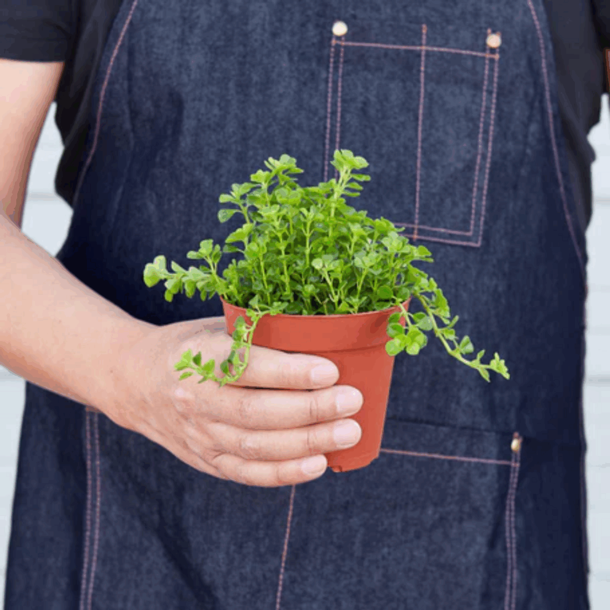 Baby's Tear Plant - Image 6
