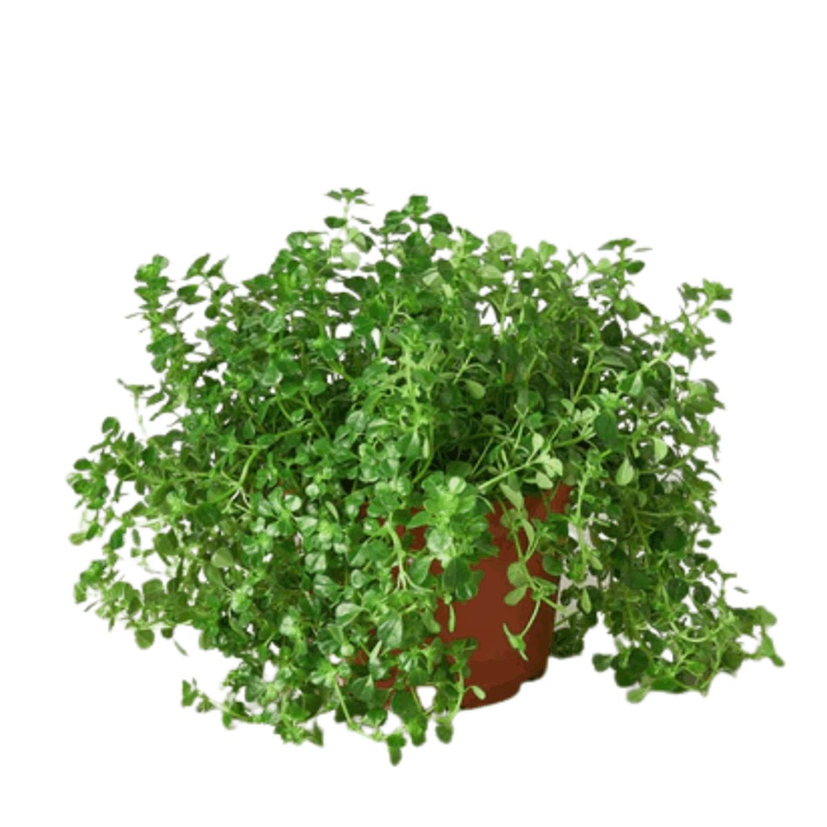 Baby's Tear Plant - Image 3