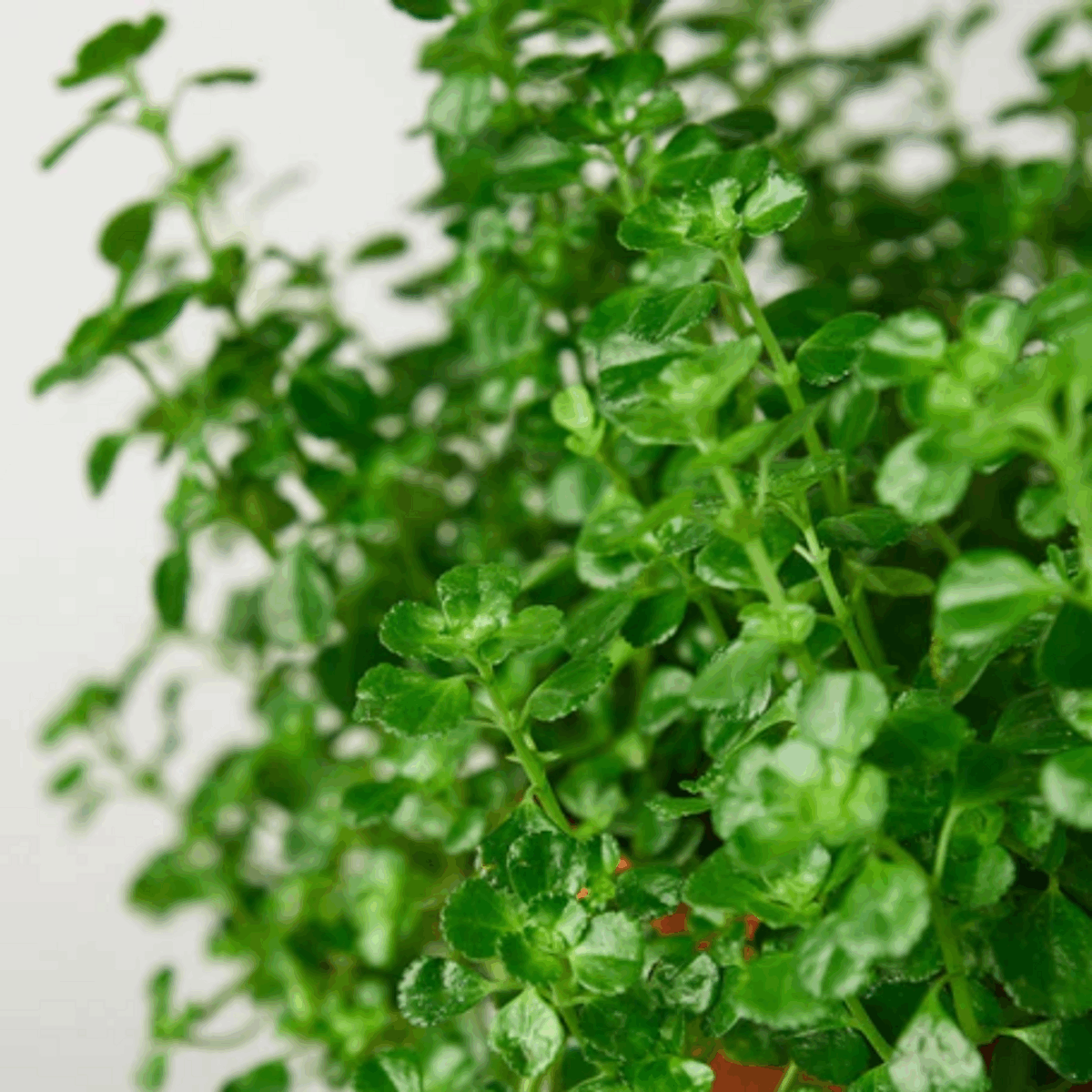 Baby's Tear Plant - Image 4