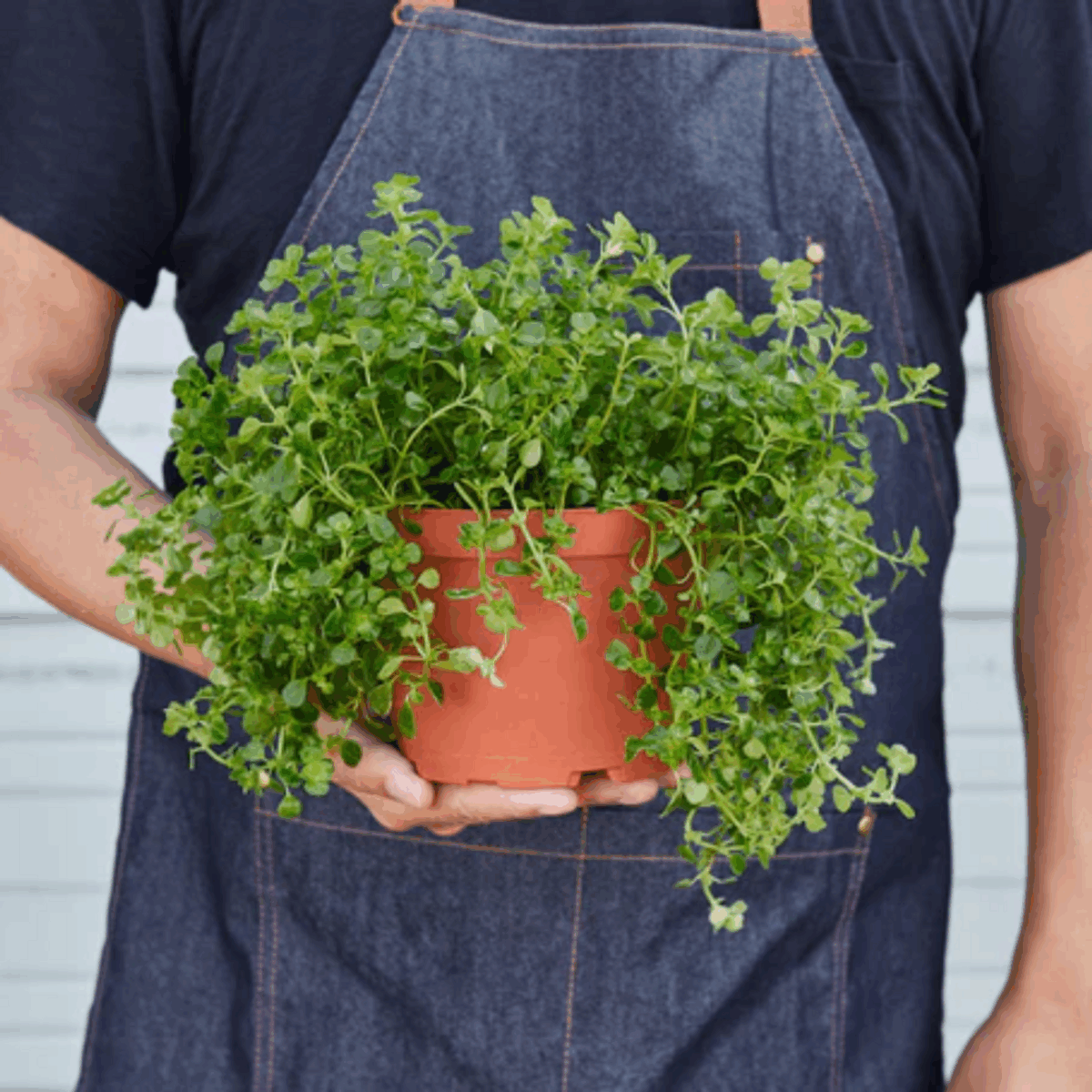 Baby's Tear Plant - Image 7