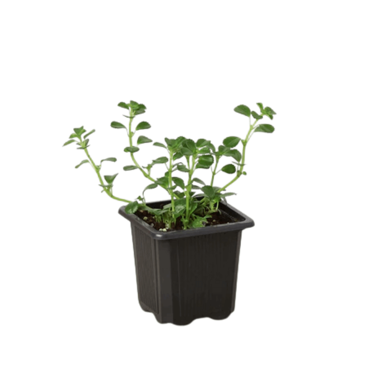 Baby's Tear Plant - Image 2