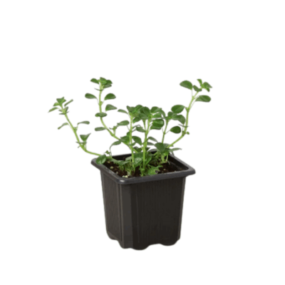 Alternative view of Baby's Tear Plant