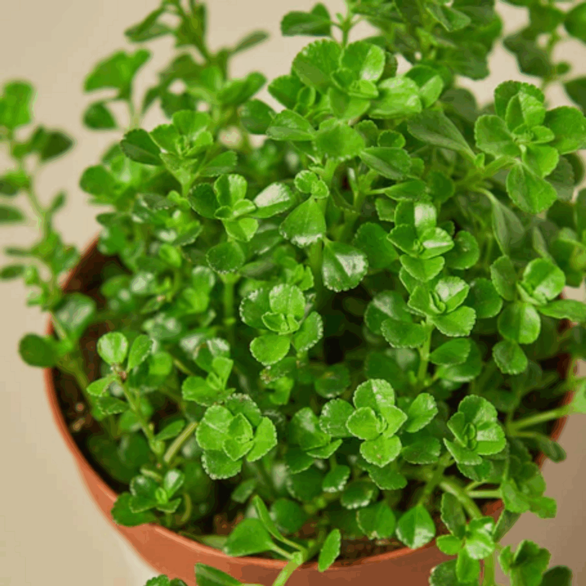 Baby's Tear Plant - Image 5