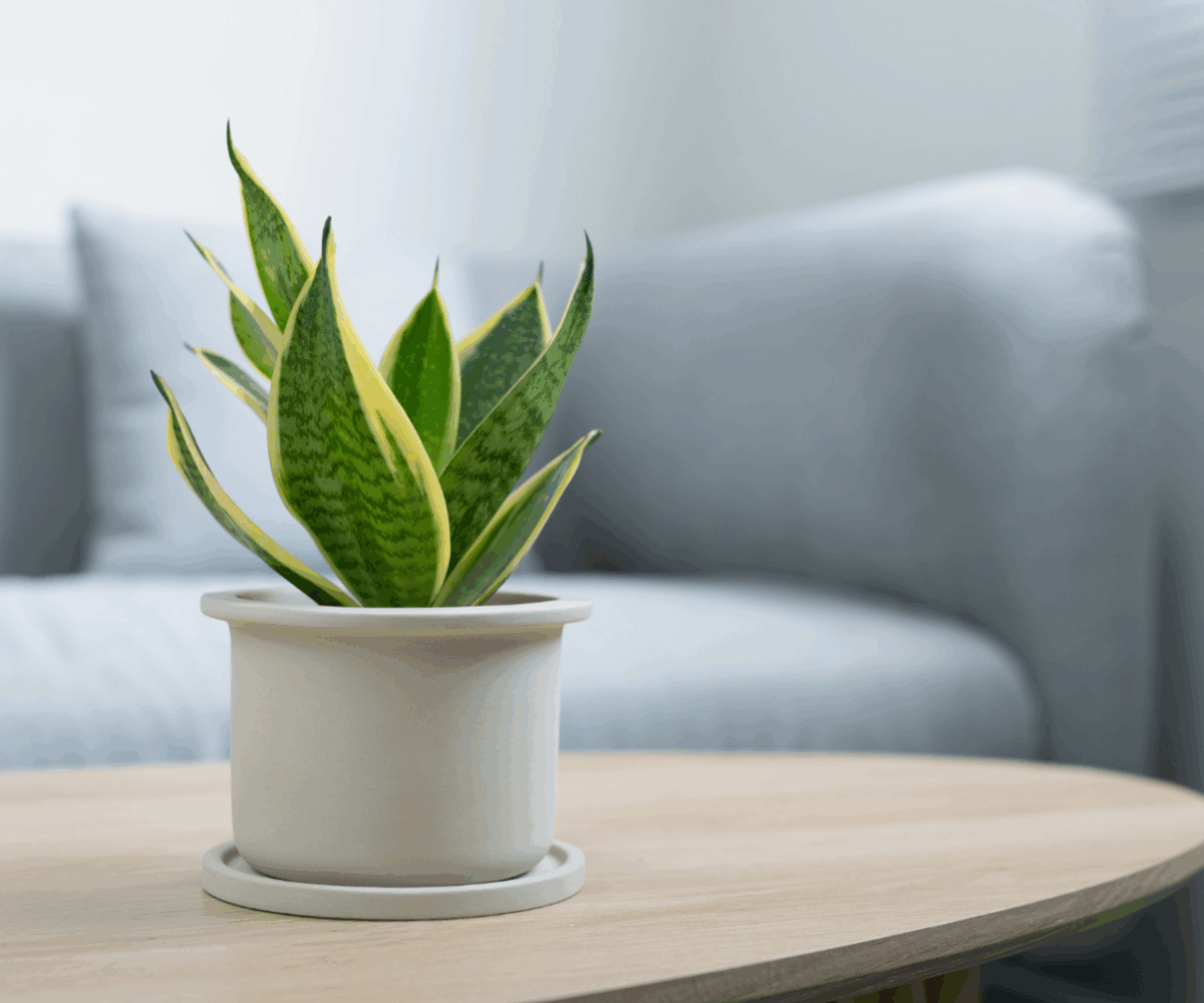 Black Gold Snake Plant