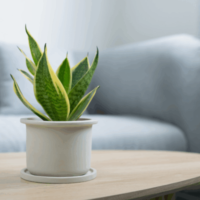 Black Gold Snake Plant
