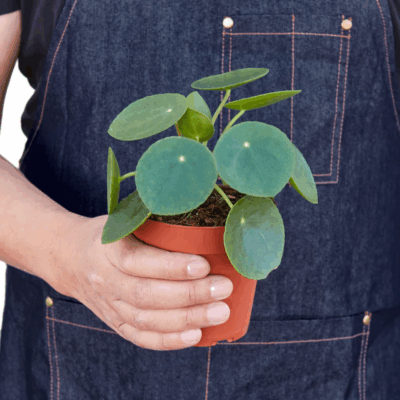 Alternative view of Chinese Money Plant