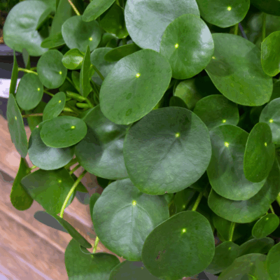Chinese Money Plant