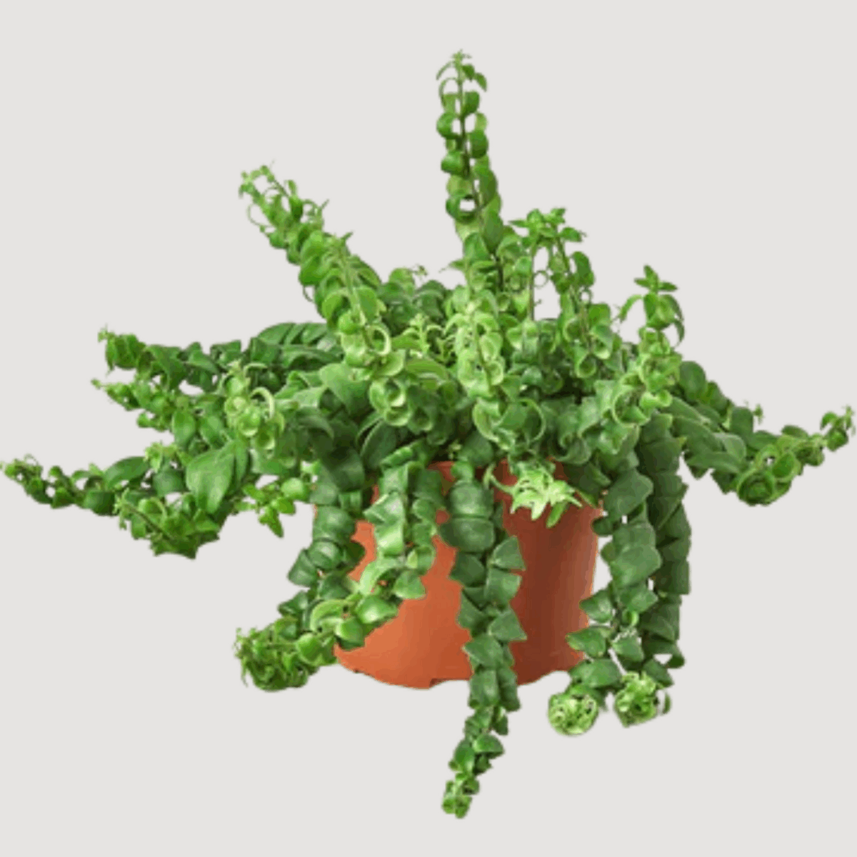 Curly Lipstick Plant - Image 3