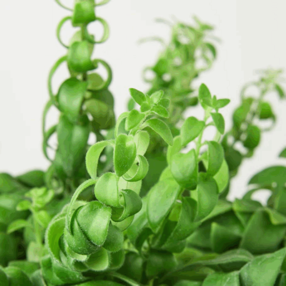 Curly Lipstick Plant - Image 5