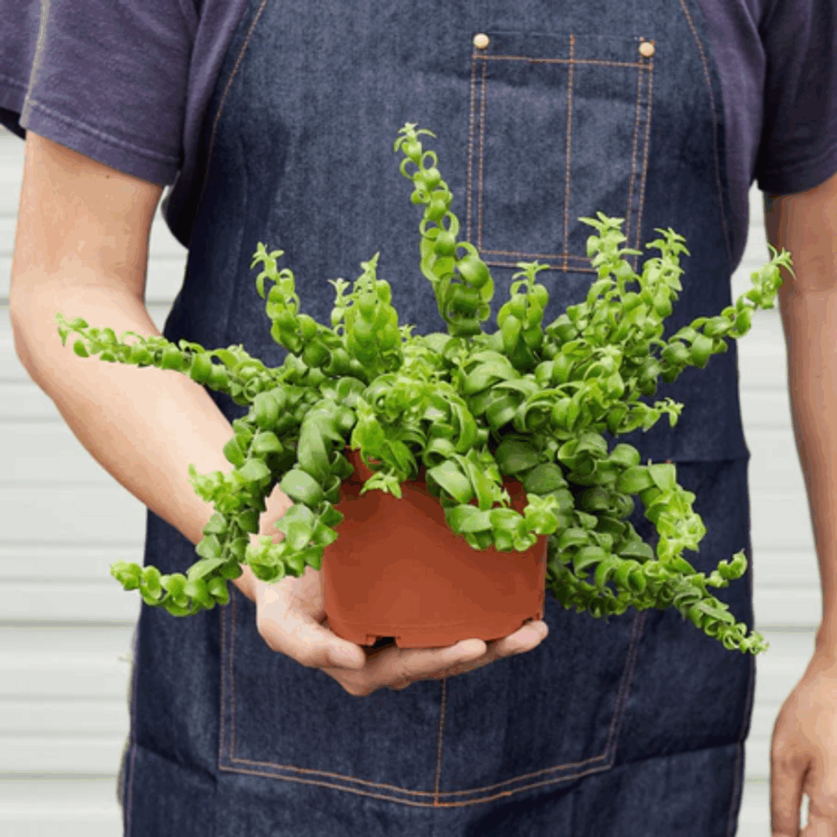 Curly Lipstick Plant - Image 2