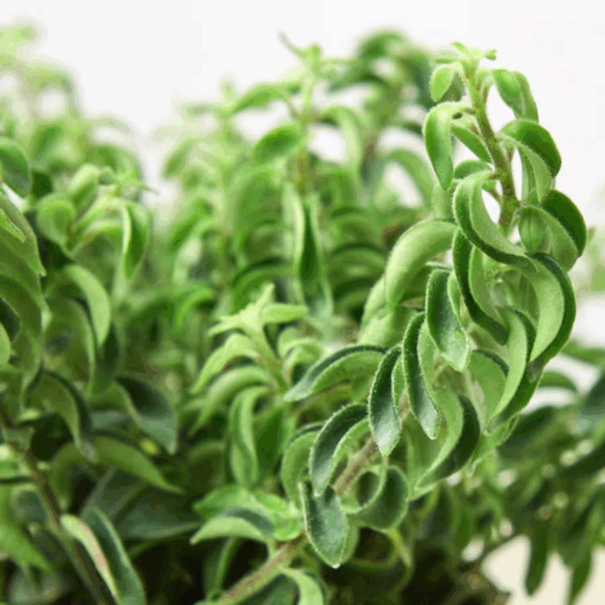Curly Lipstick Plant - Image 4