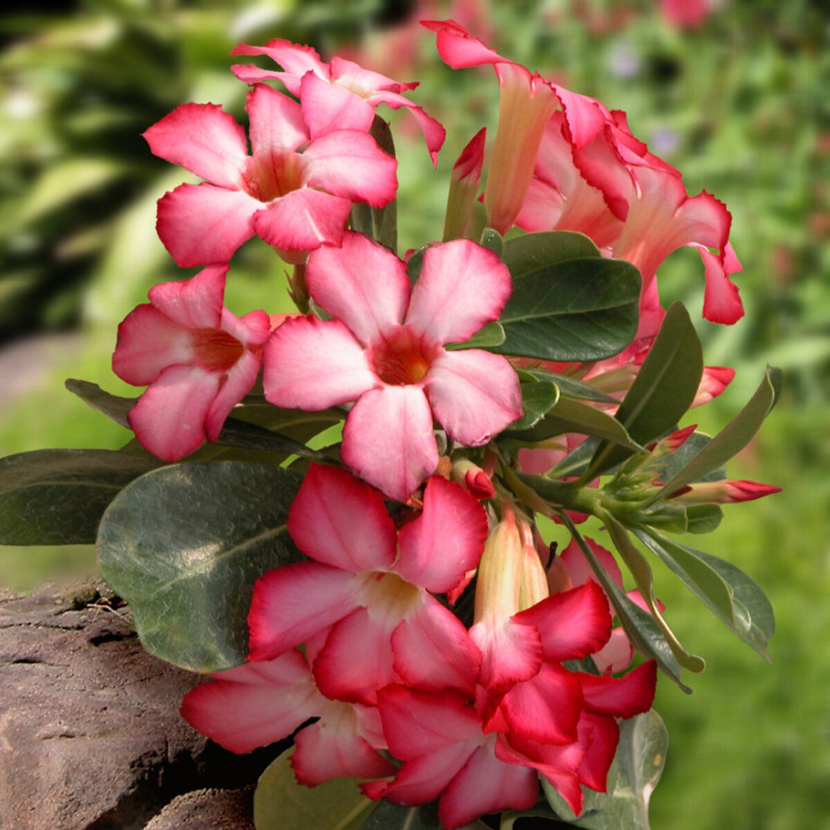 Desert Rose - Image 3