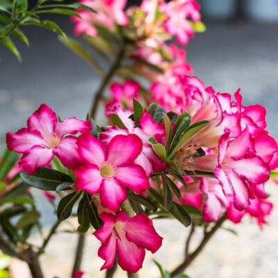 Desert Rose