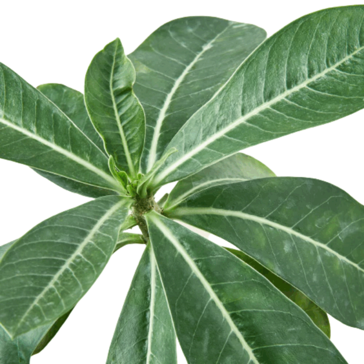 Desert Rose - Image 8