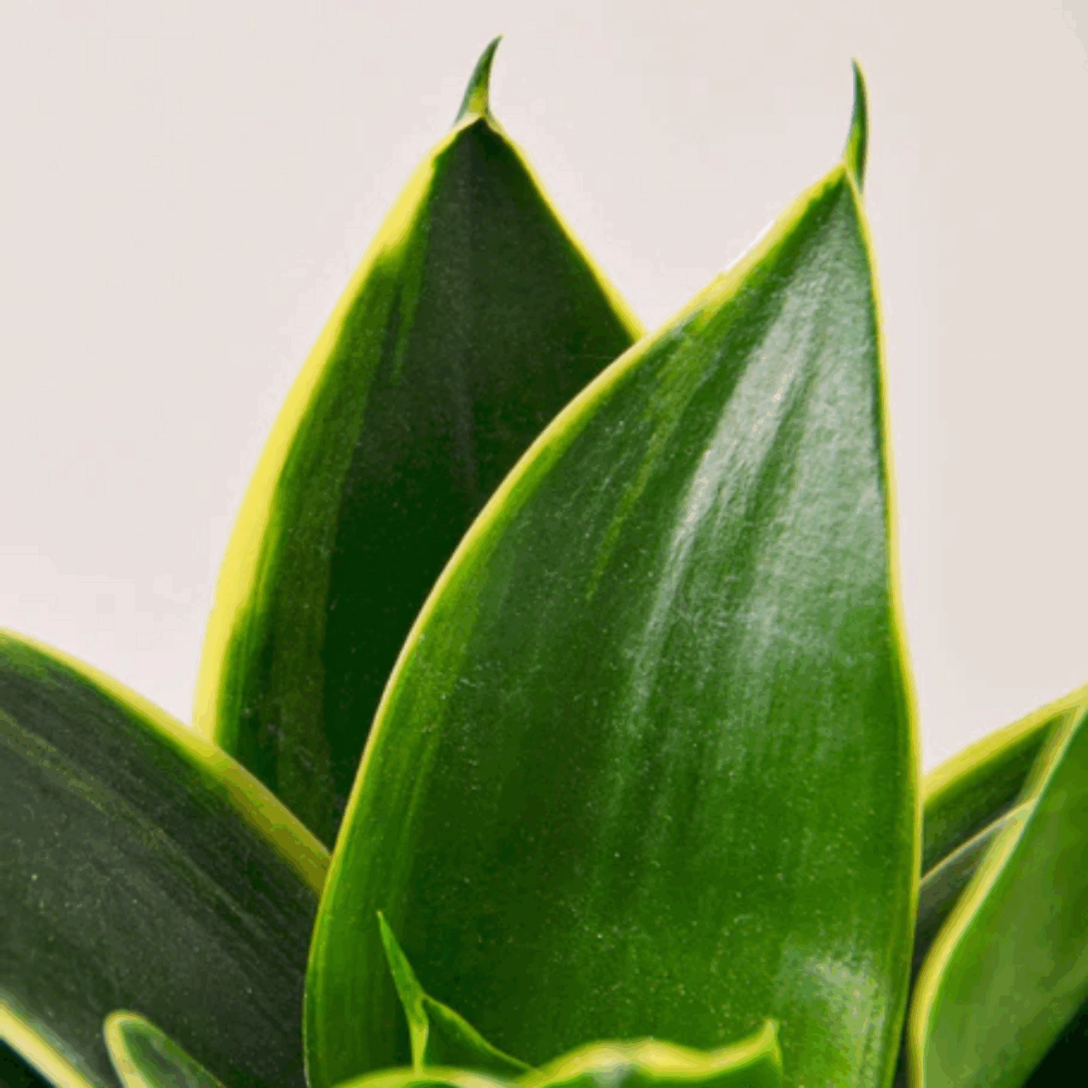 Emerald Star Snake Plant - Image 3