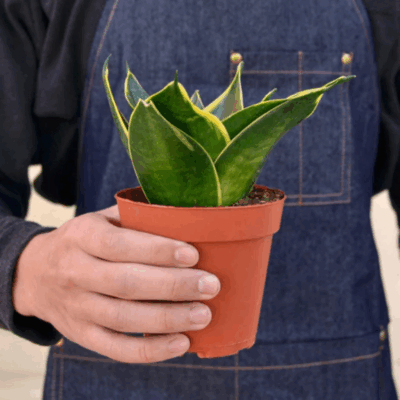 Alternative view of Emerald Star Snake Plant