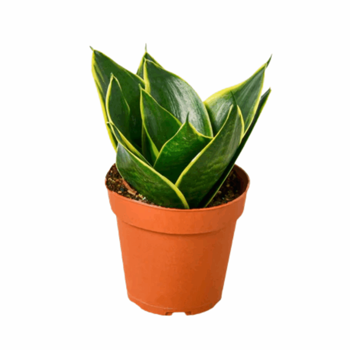 Emerald Star Snake Plant