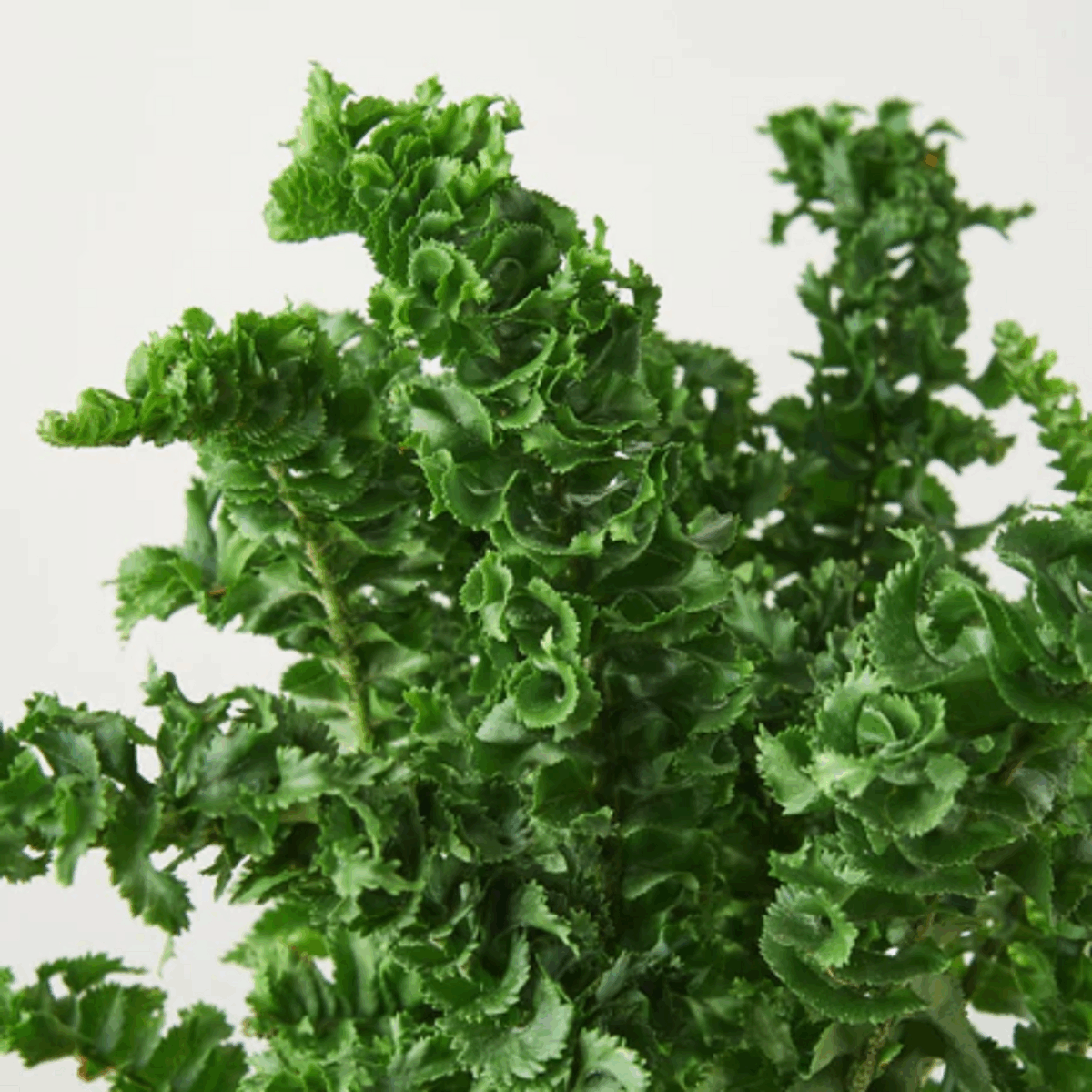 Emina Fern - Image 3
