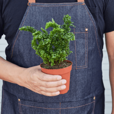 Alternative view of Emina Fern