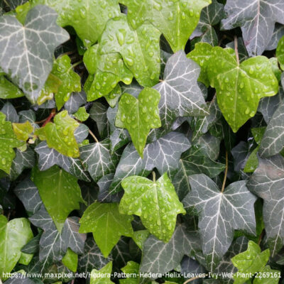 English Ivy