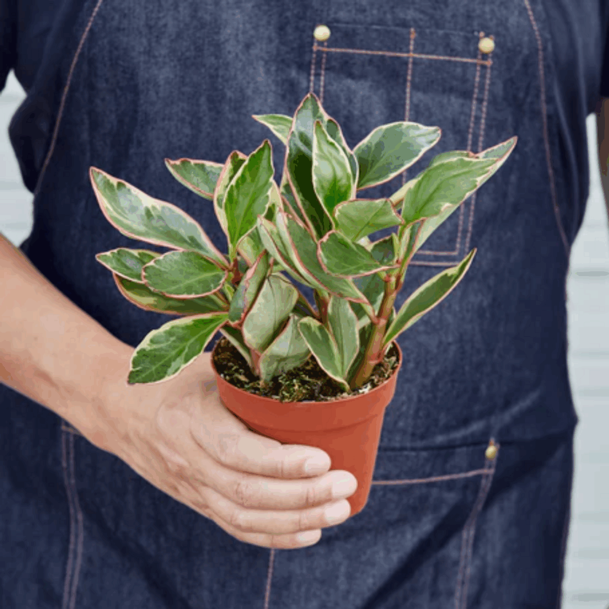 Ginny Peperomia - Image 4