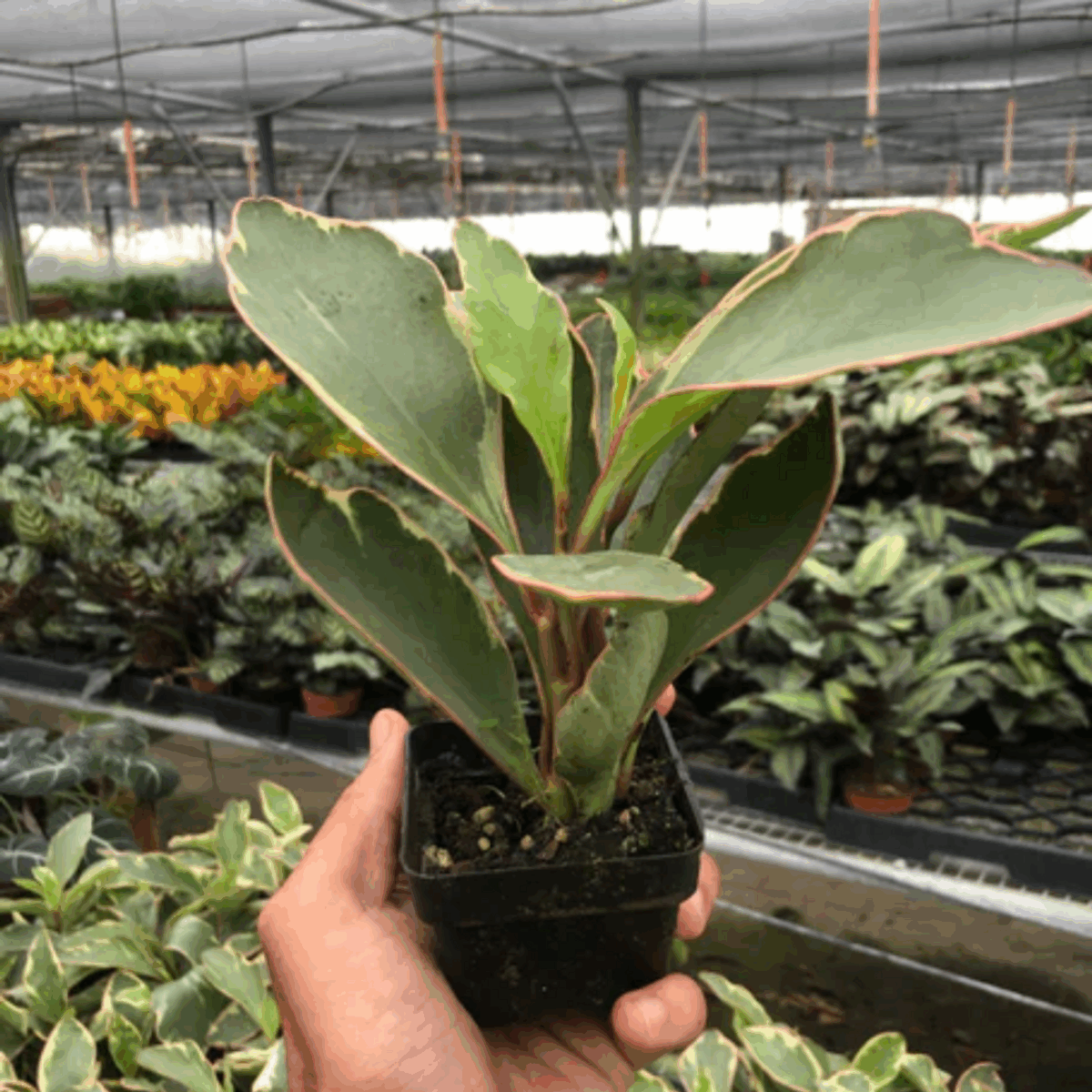 Ginny Peperomia - Image 2