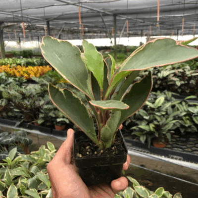 Alternative view of Ginny Peperomia