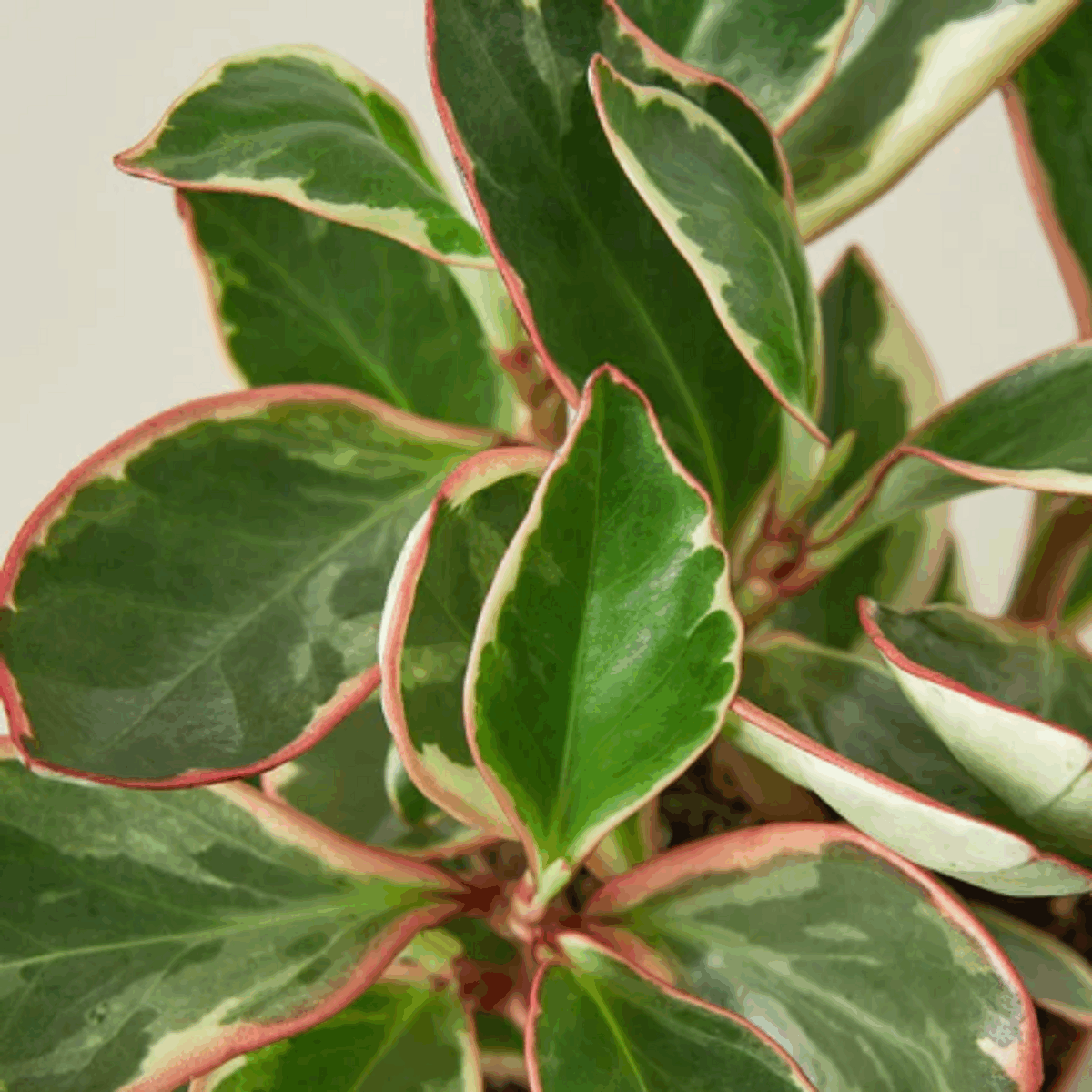 Ginny Peperomia - Image 3