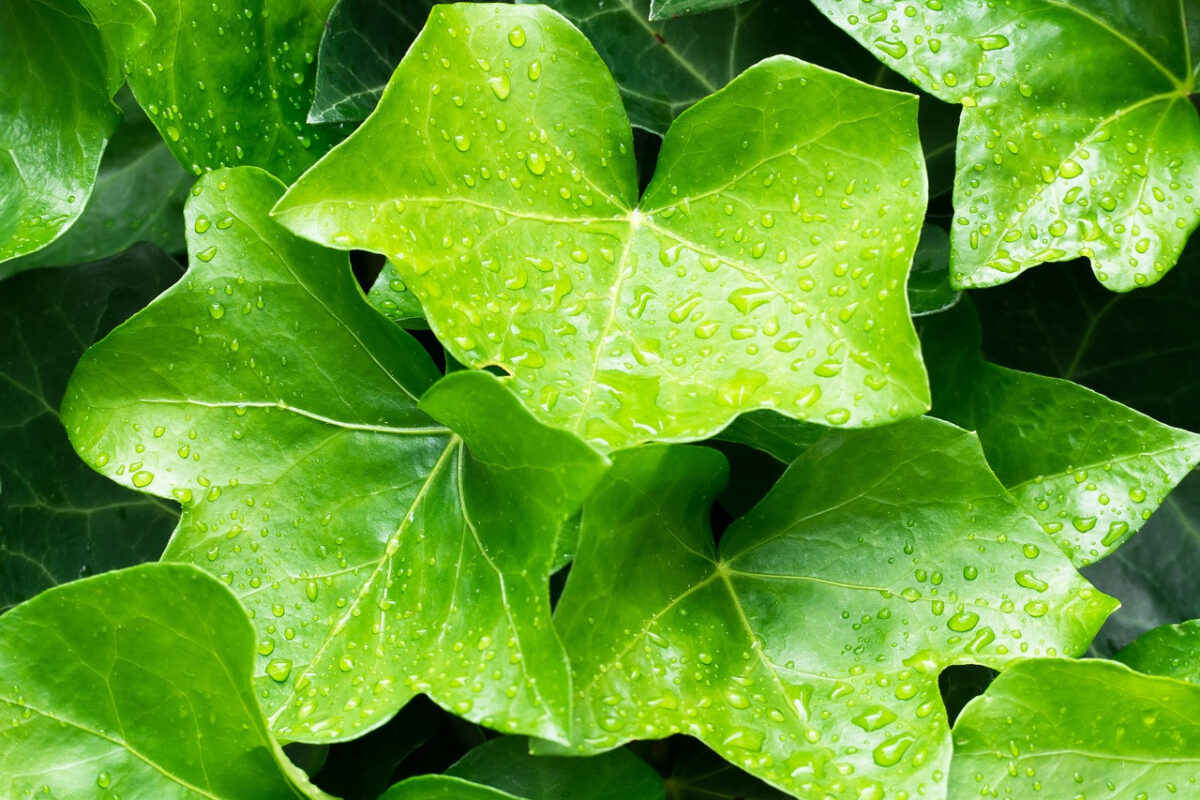 English Ivy - Image 5