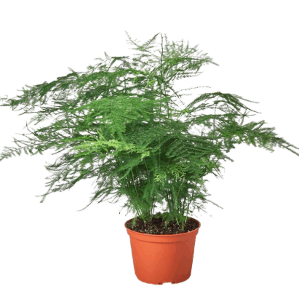 Asparagus Fern