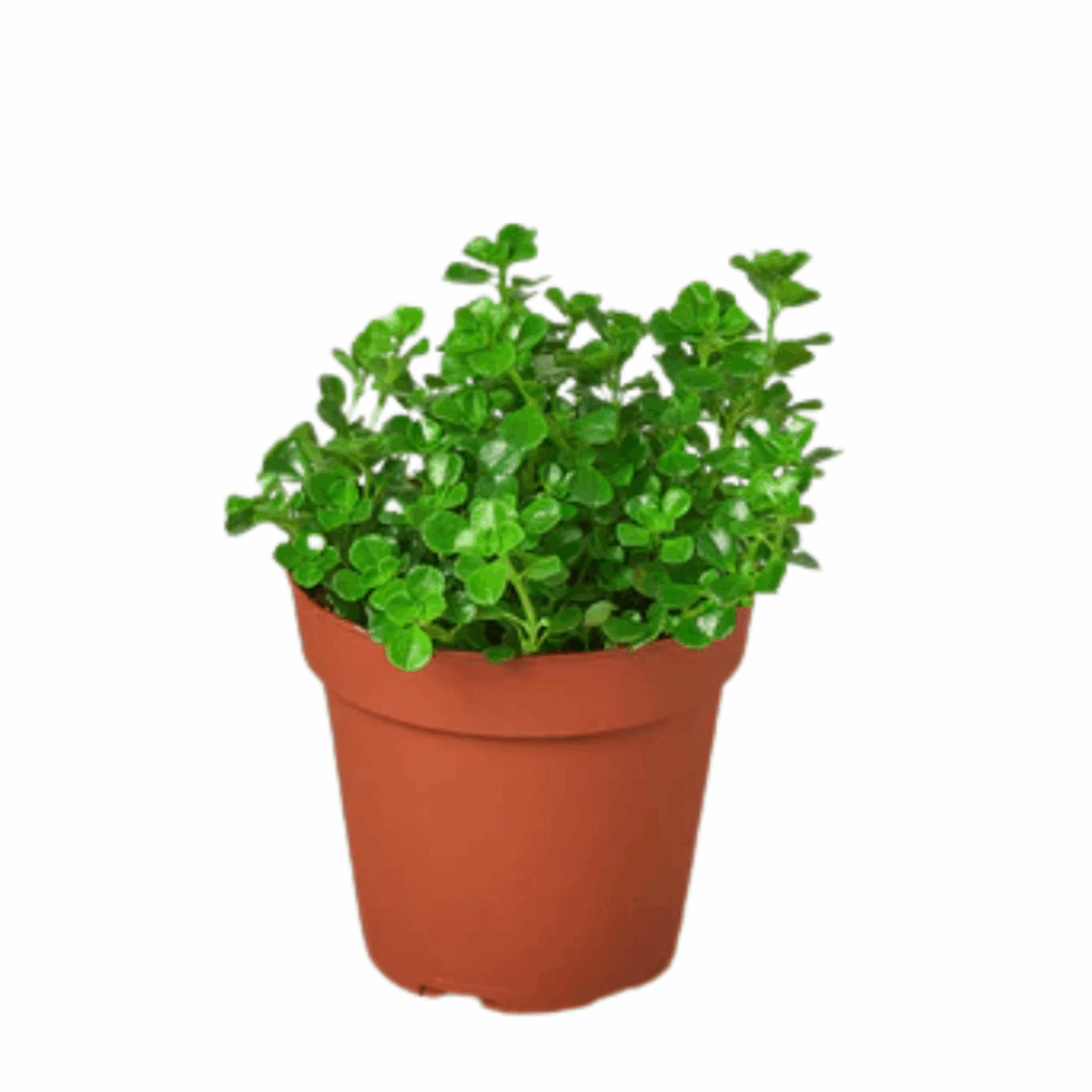 Baby's Tear Plant