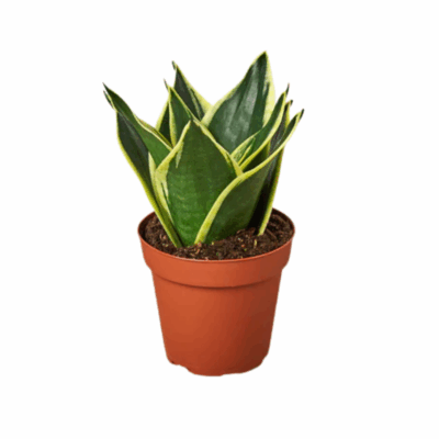 Alternative view of Black Gold Snake Plant