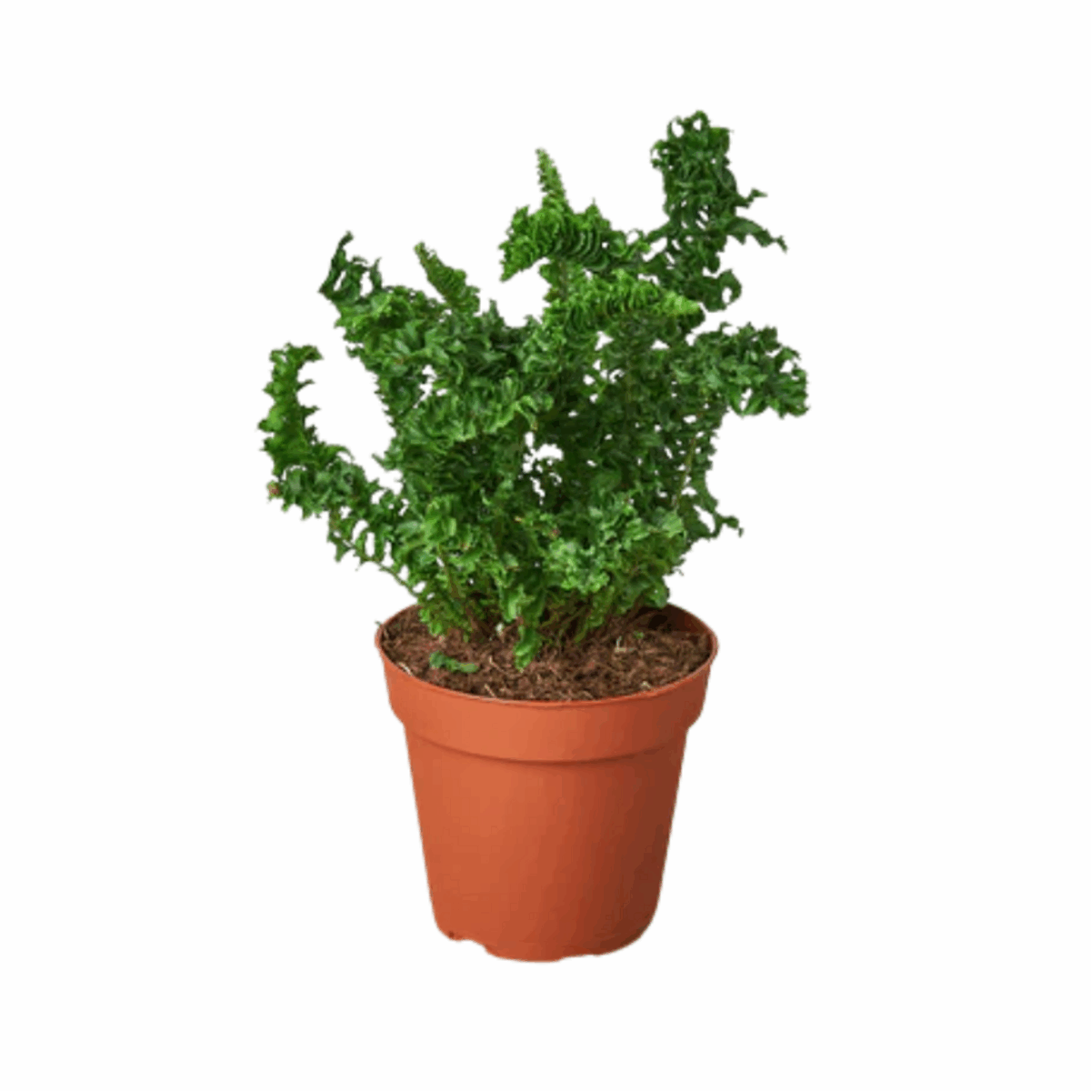 Emina Fern