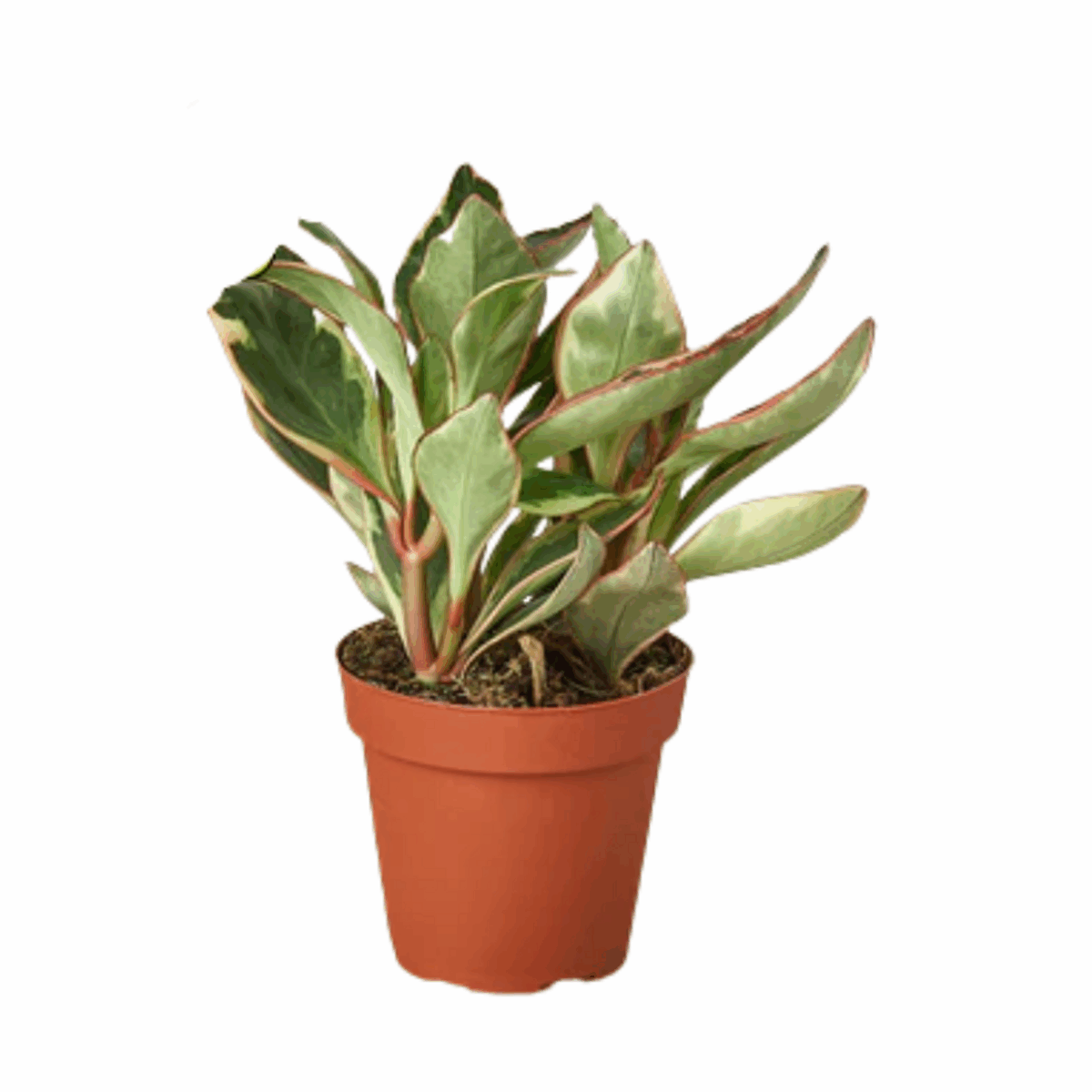 Ginny Peperomia