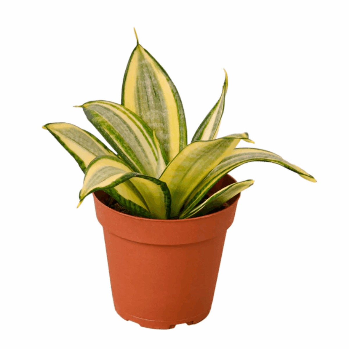 Golden Hahnii Snake Plant