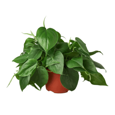 Heartleaf Philodendron