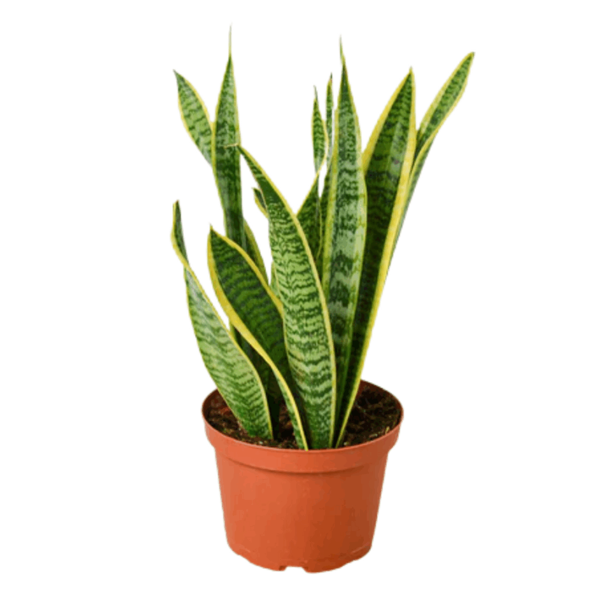 Laurentii Snake Plant - Image 4