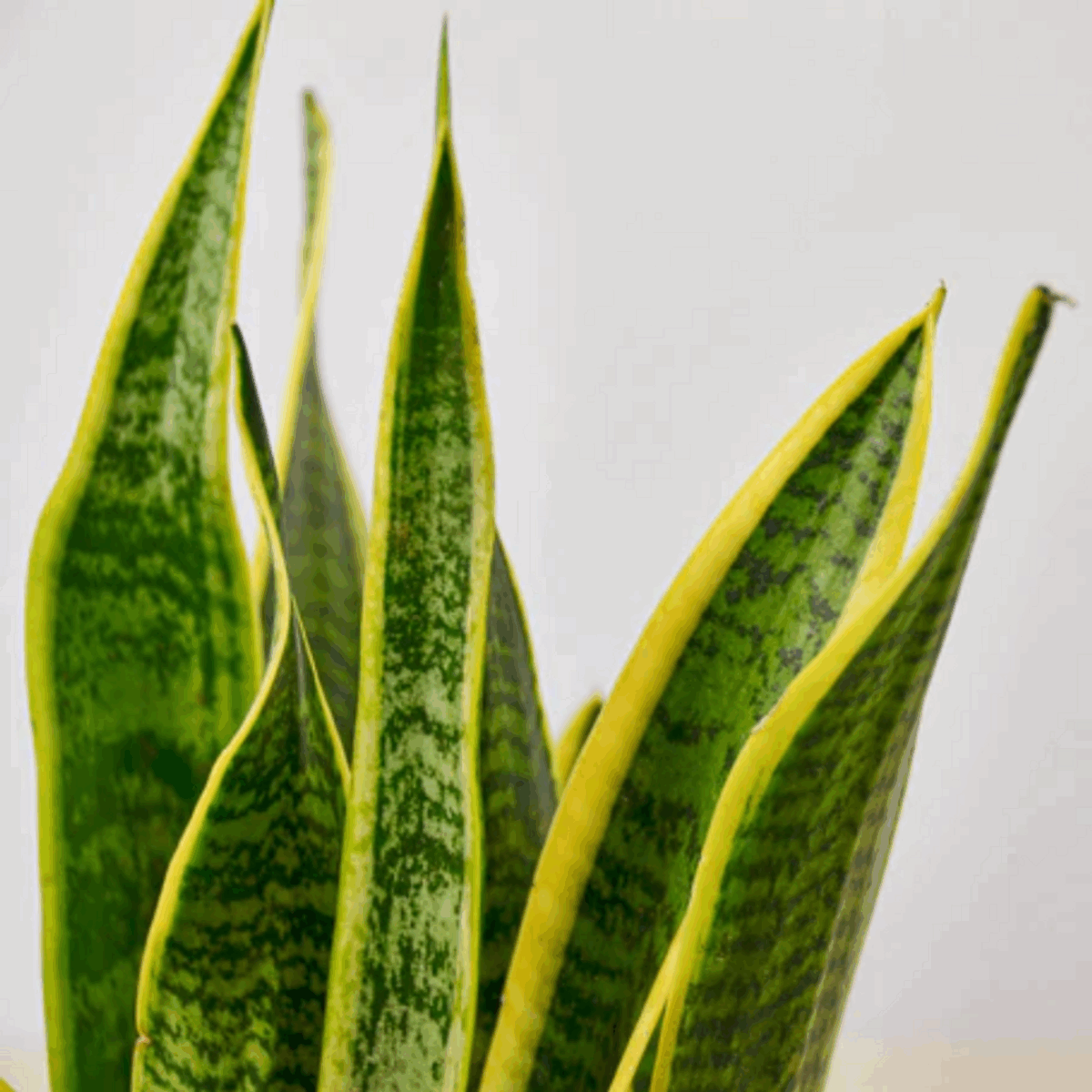 Laurentii Snake Plant - Image 9