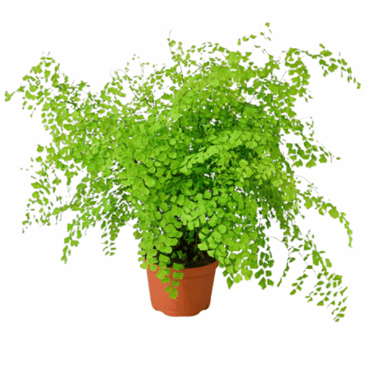 Maidenhair Fern Houseplant