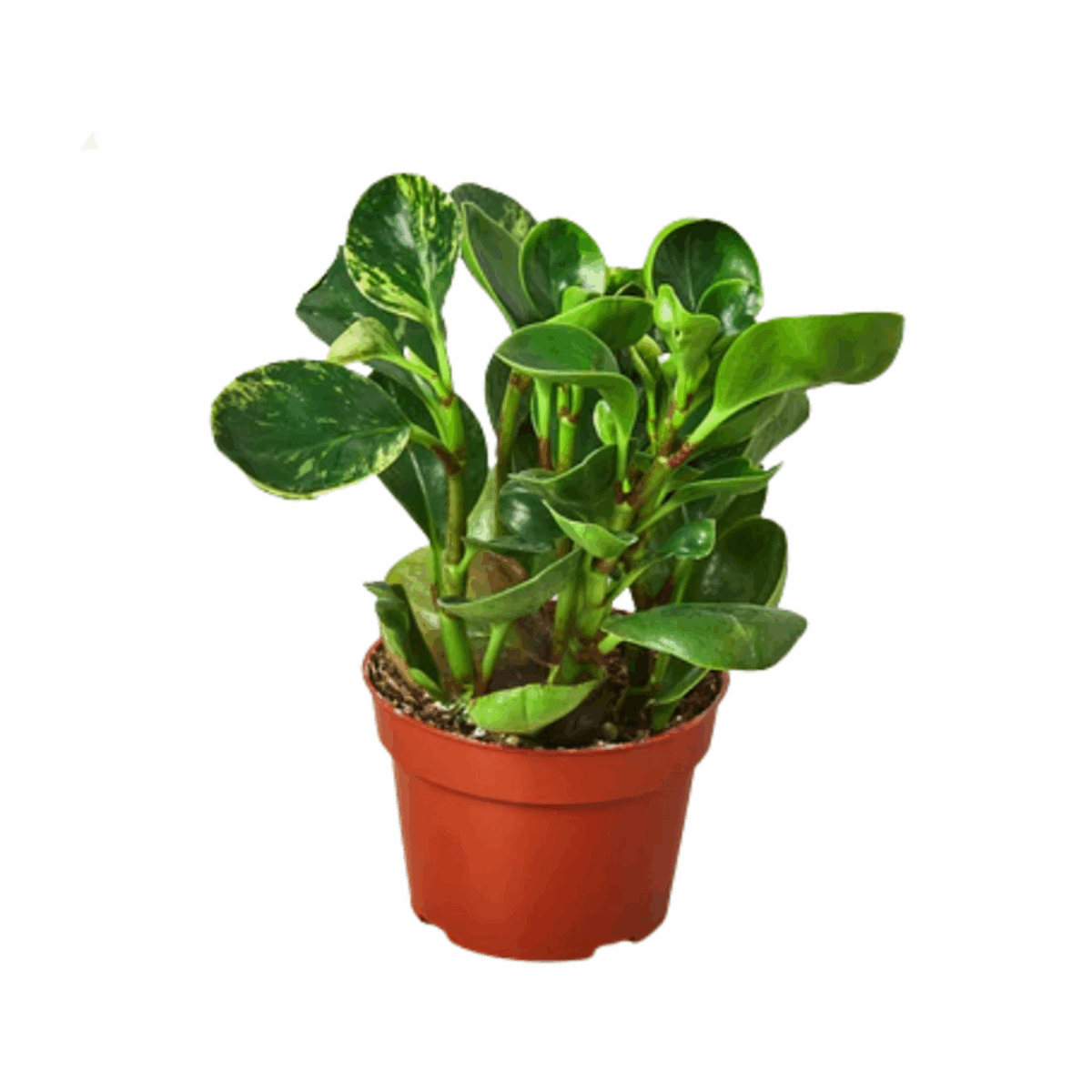 Marble Peperomia