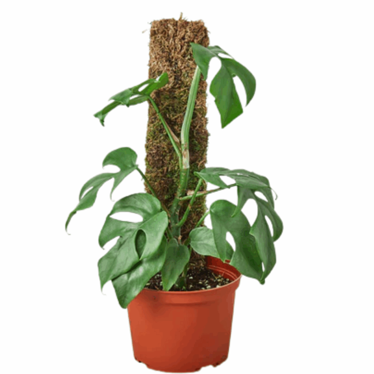 Mini Monstera