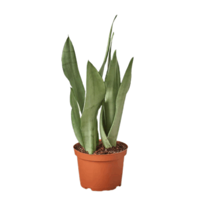 Alternative view of Moonshine Snake Plant