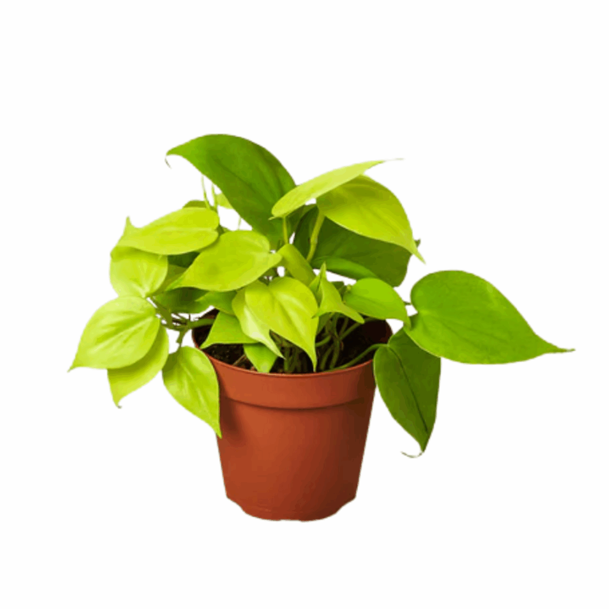 Neon Philodendron