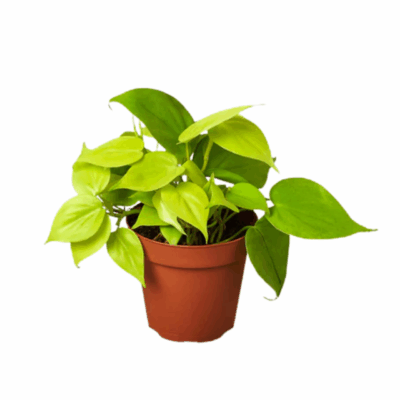 Neon Philodendron